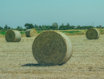 Buğday, Arpa ve Çavdar Samanı